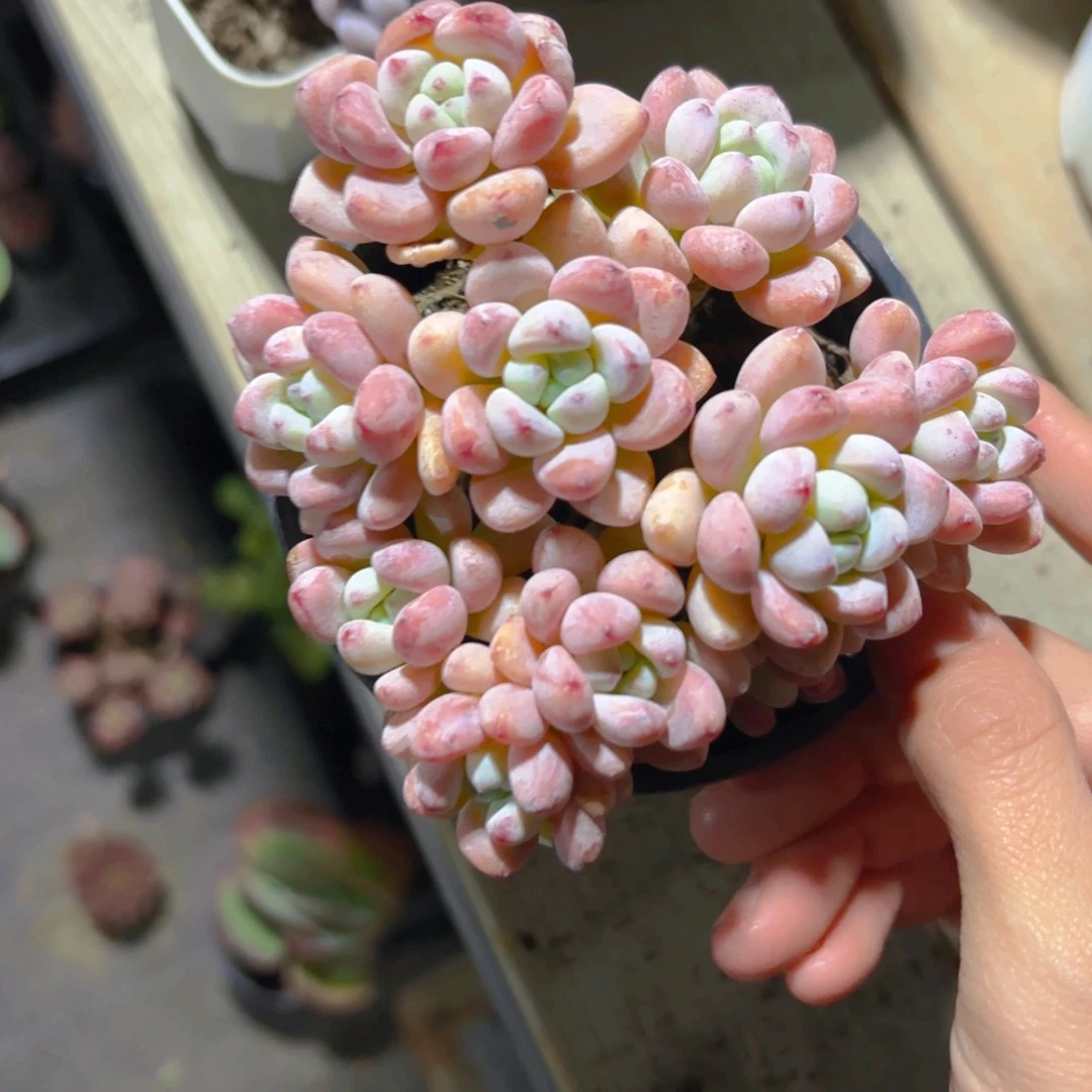 罗琦控养精品9cm新疆包邮