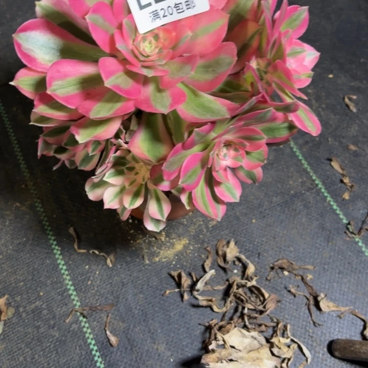 瑞妈一物一拍226