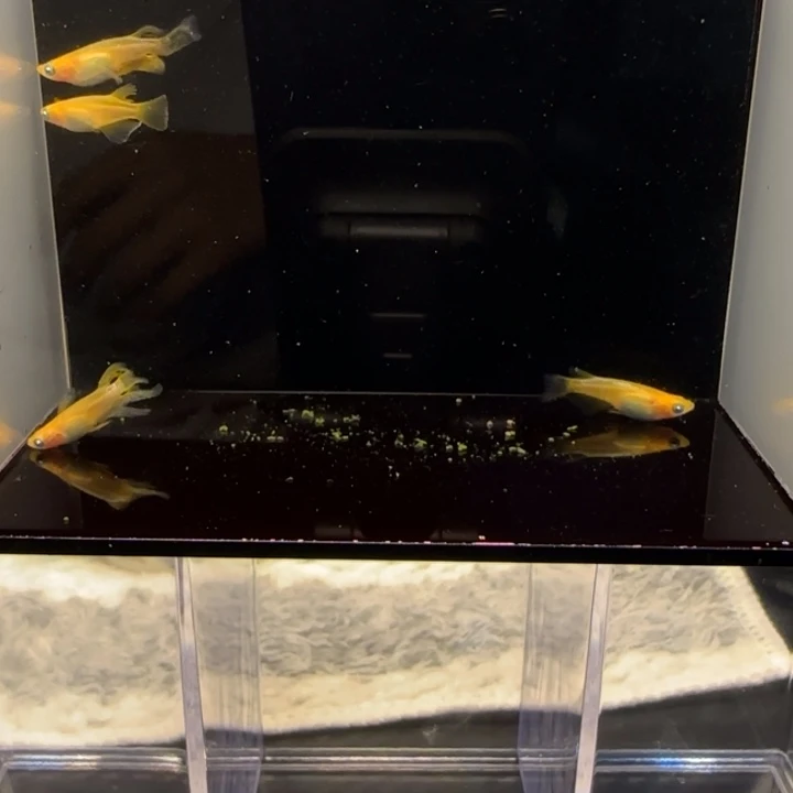 青鳉鱼朱天幻龙变种普鳍公长鳍母