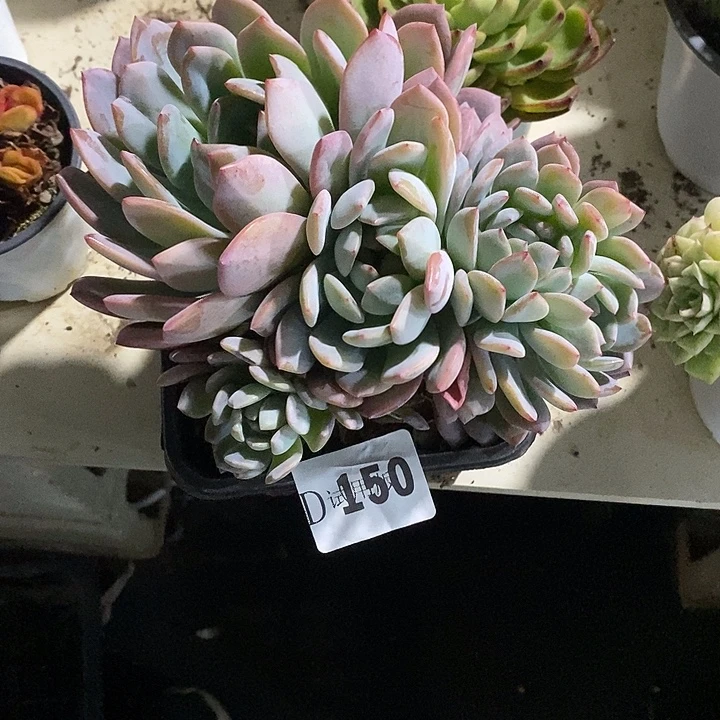 潇***过150全明星多肉植物多肉