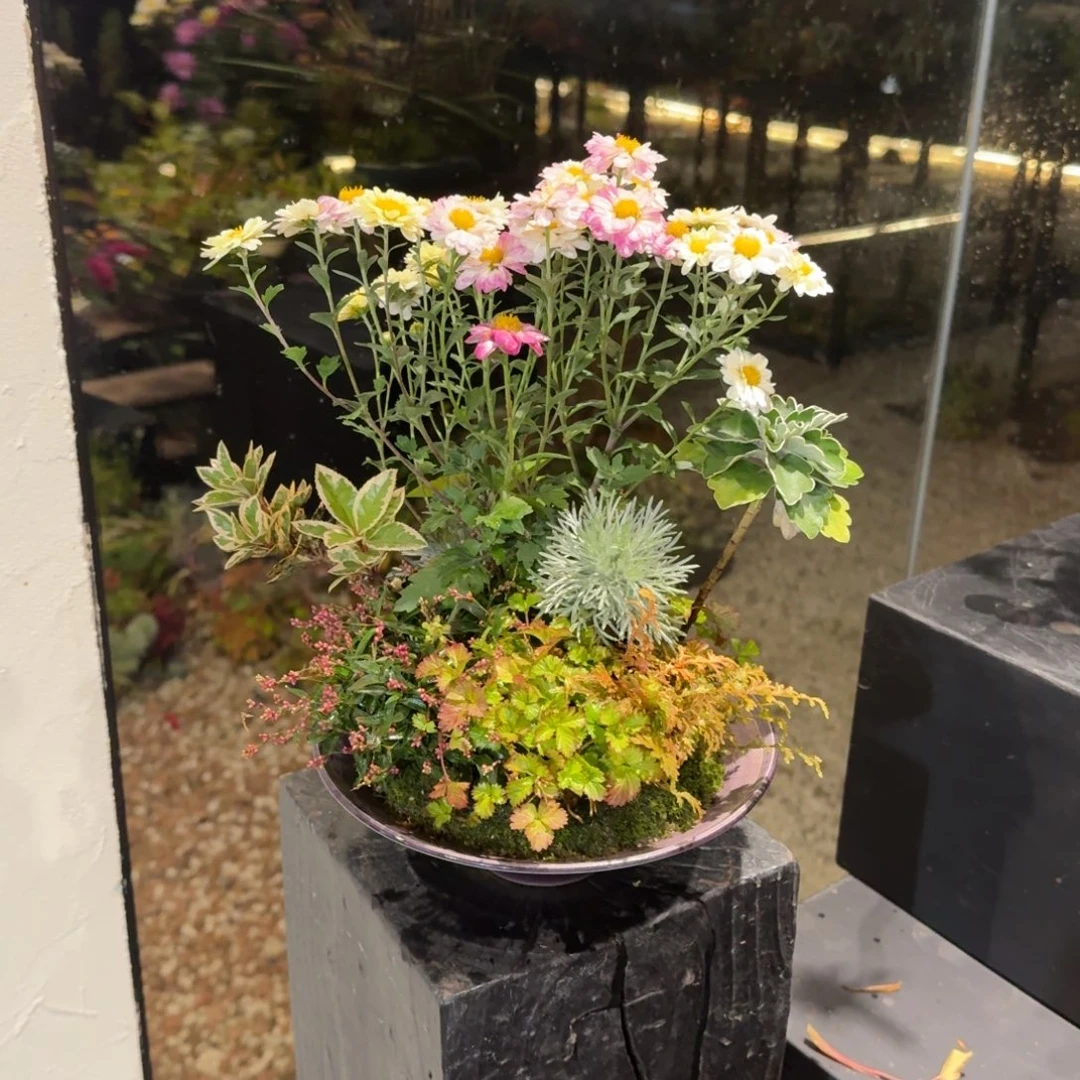 全部花朵山野草斗笠盆