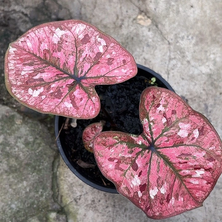 63-1203彩叶芋广东现货