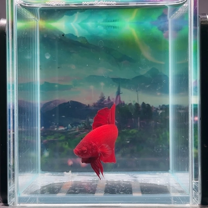 斗鱼就坐下来一天就