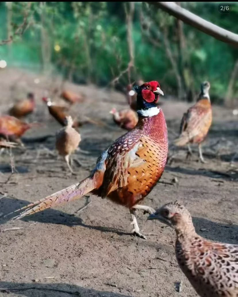 一公二母散养七彩山鸡生鲜