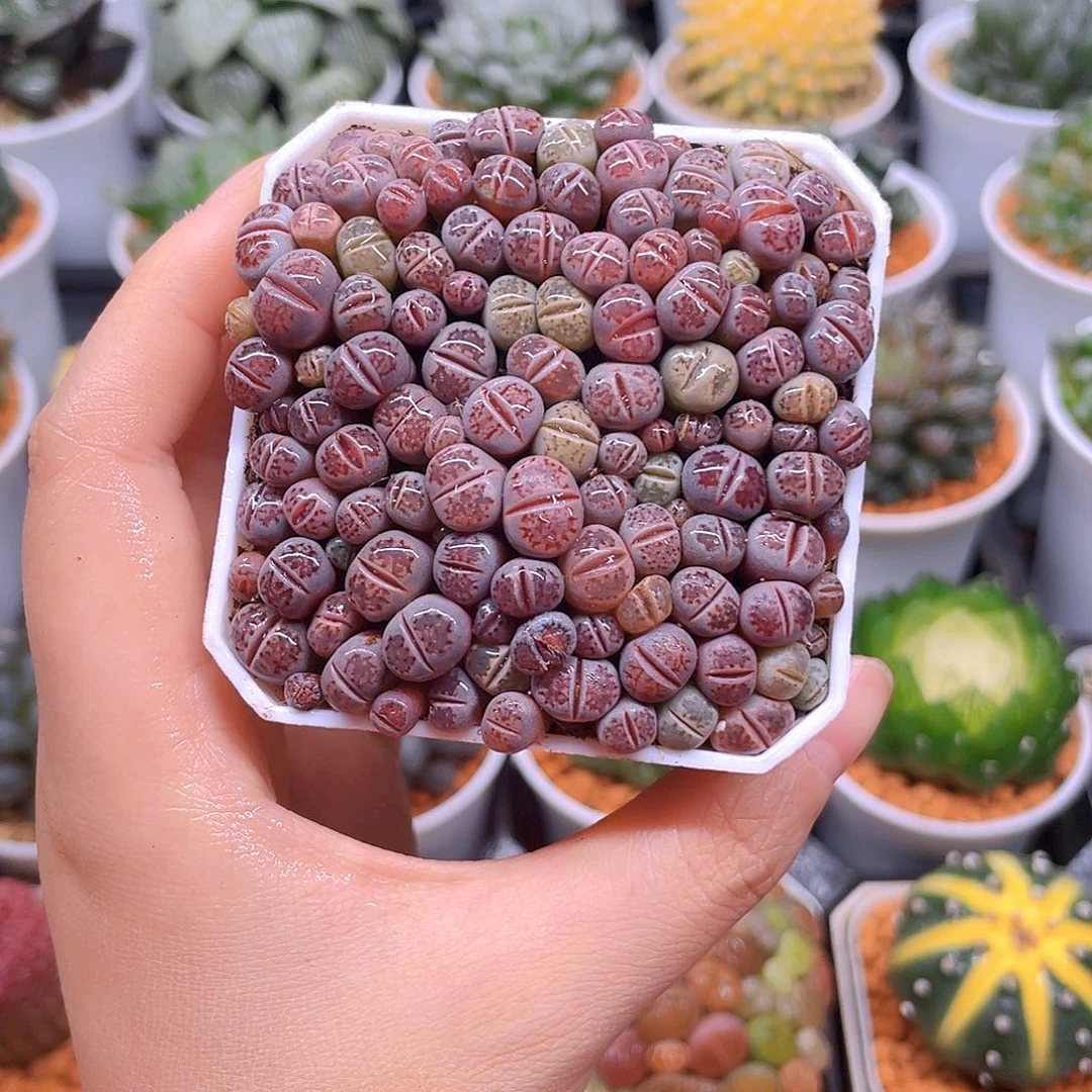 紫色生石花，白盆