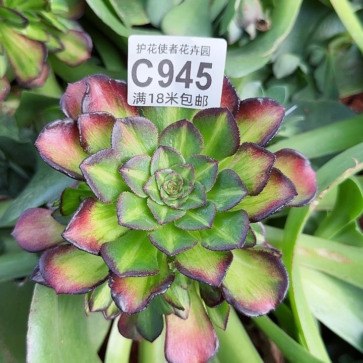 多肉法师海王七彩