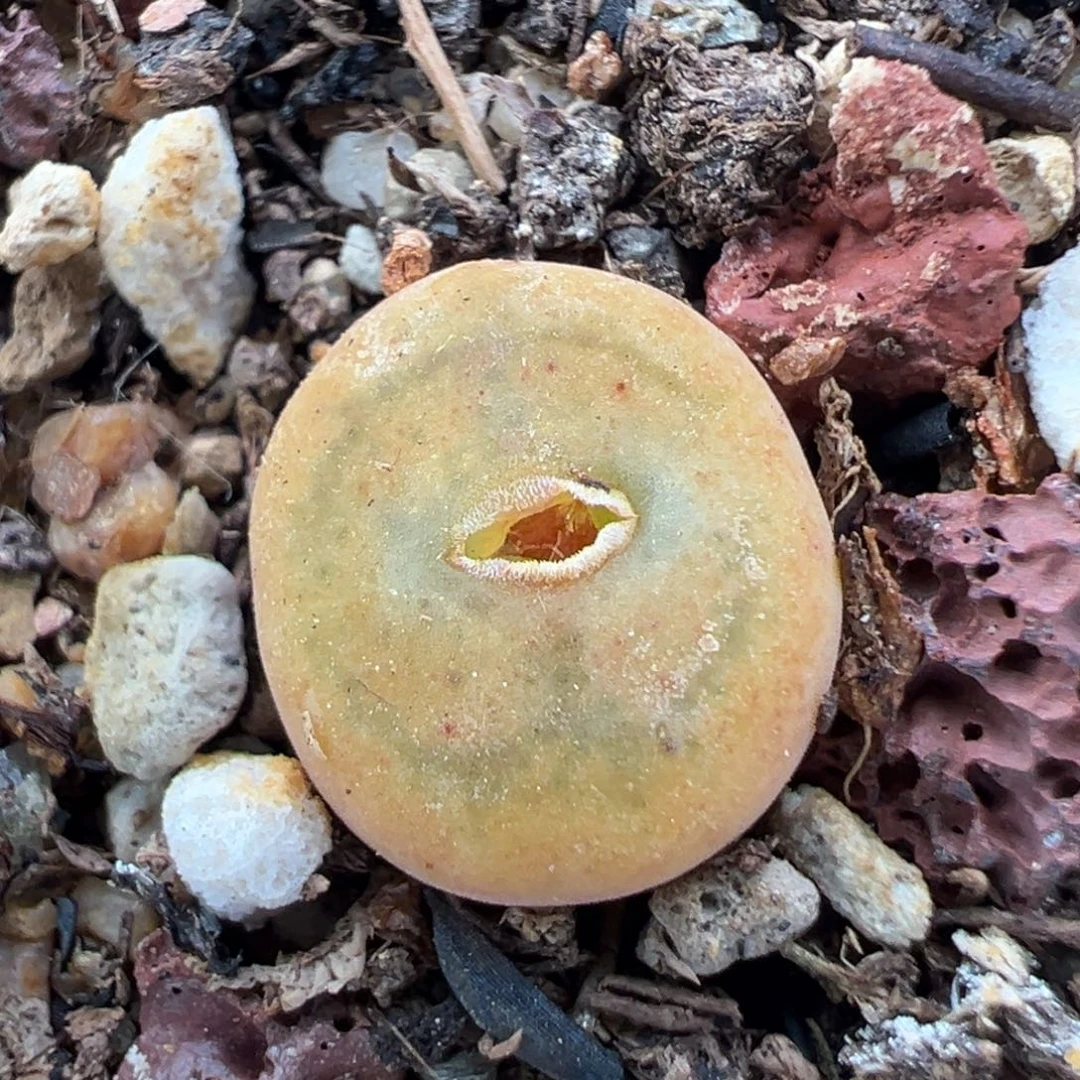 1.18好看的多肉450