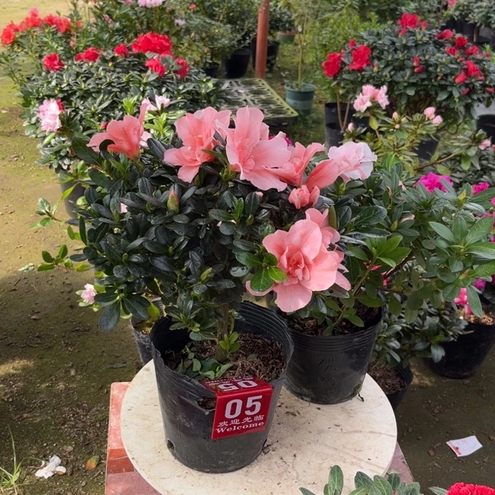 娜***娜当前无花栽培后可以开花