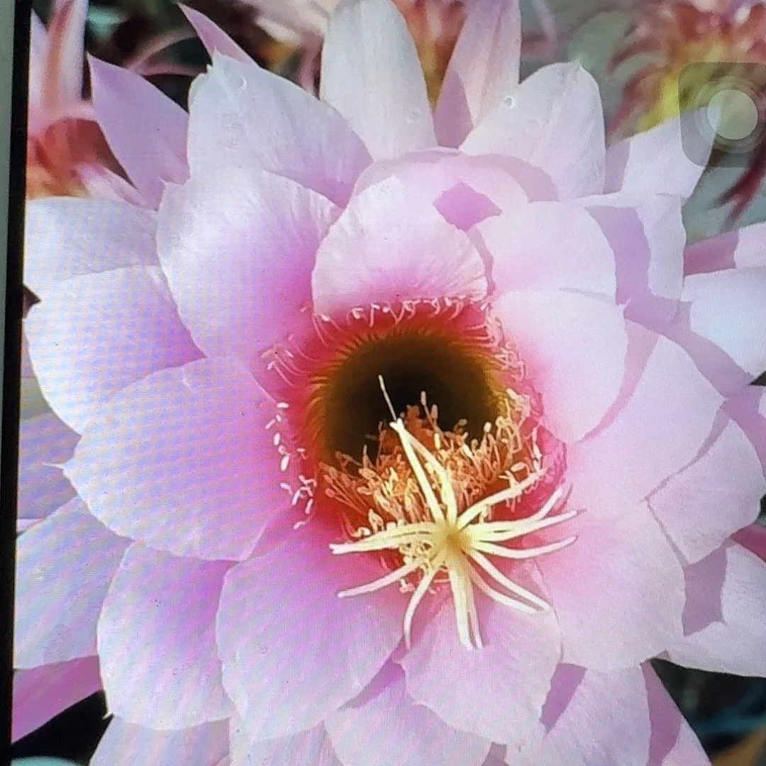 佛拉门戈根高10公分毛花柱
