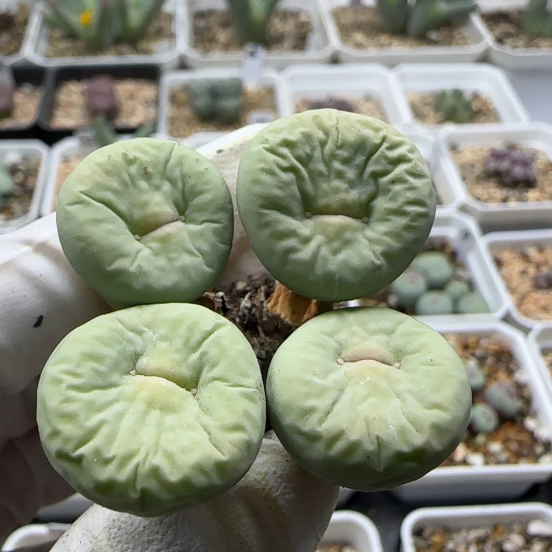 八***曼9-15-当天满38包邮特选大型红嘴单头2cm
