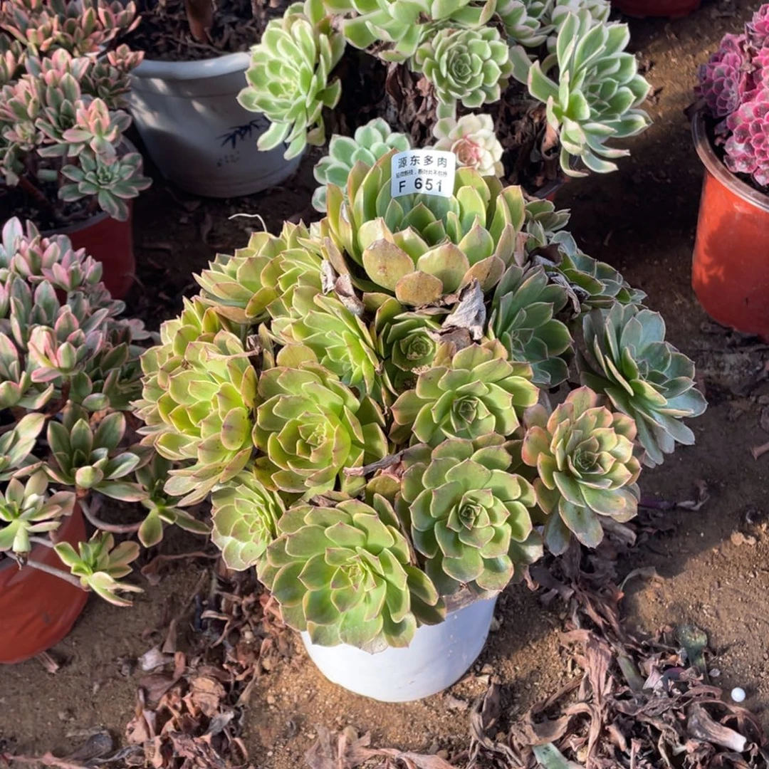 651半夏多肉法师断枝不包