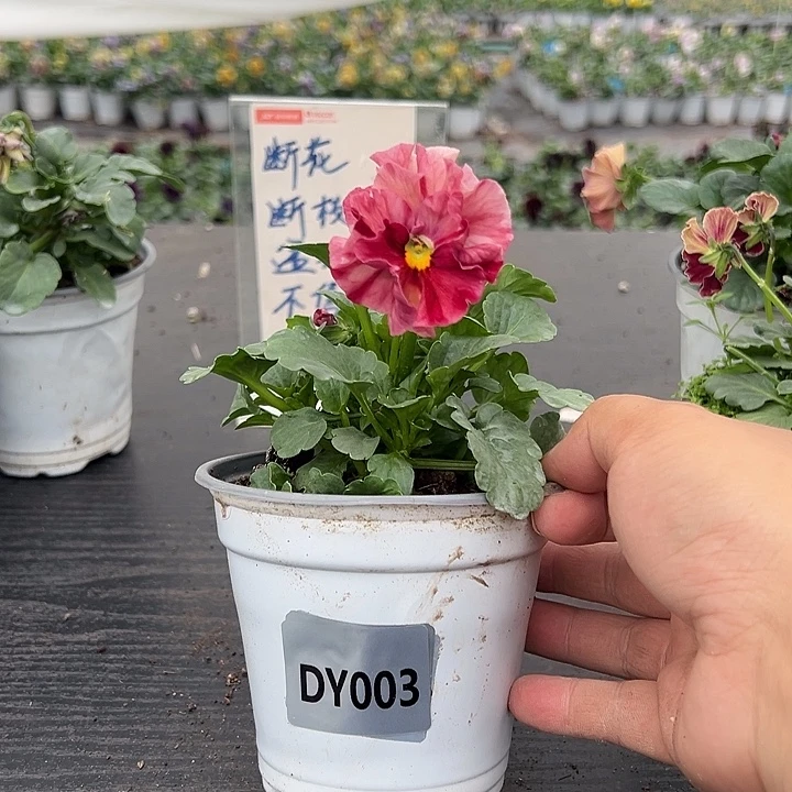 大部分花苞少量开放003号条纹玛丽琳