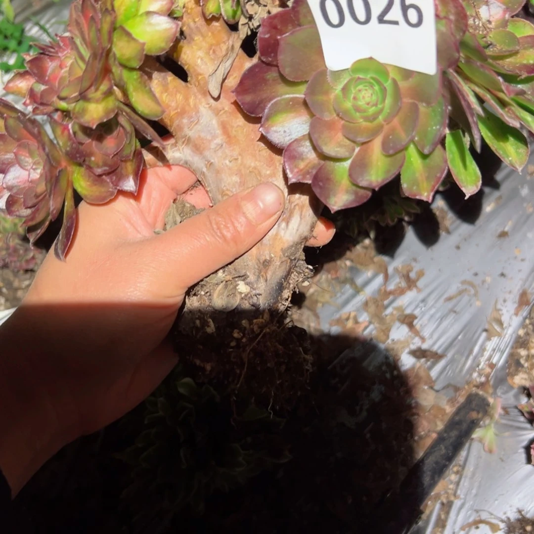 26 号多肉植物法师新年福利