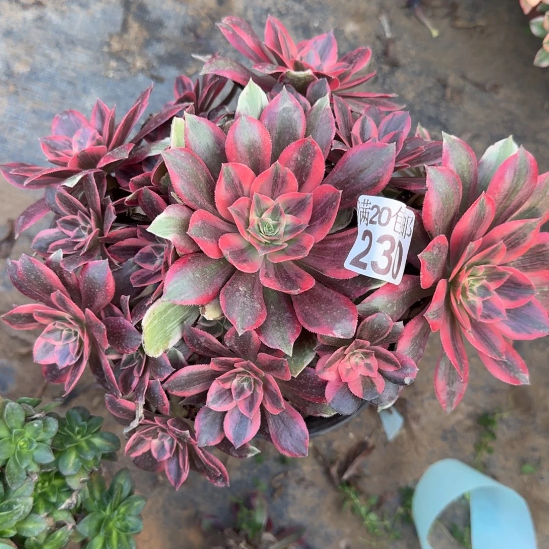 浣纱230满20包邮断枝不包瑕疵