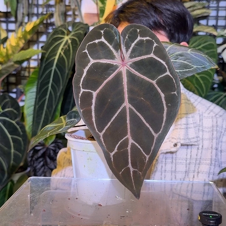 完全开放L106 巧克力红