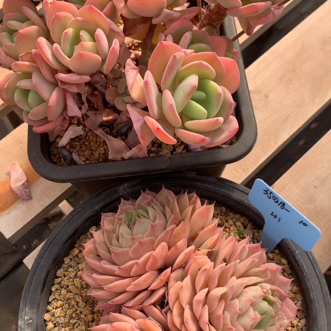 株****锁350218-10白月光，昂斯诺