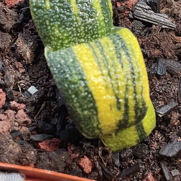 一物一拍竞拍福利拍