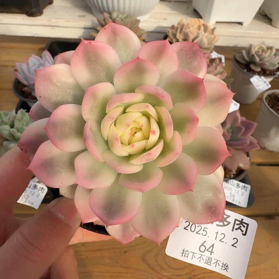 粉水晶锦1111122-64