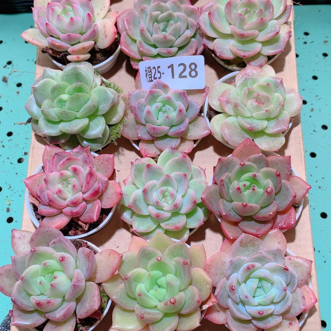 25-128一物一拍多肉带盆18颗