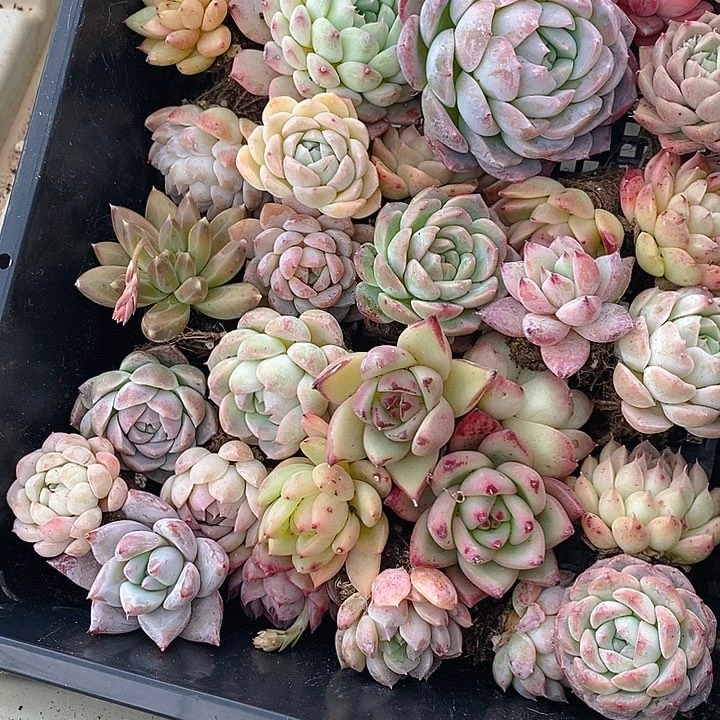 47 多肉植物盆栽花卉植物