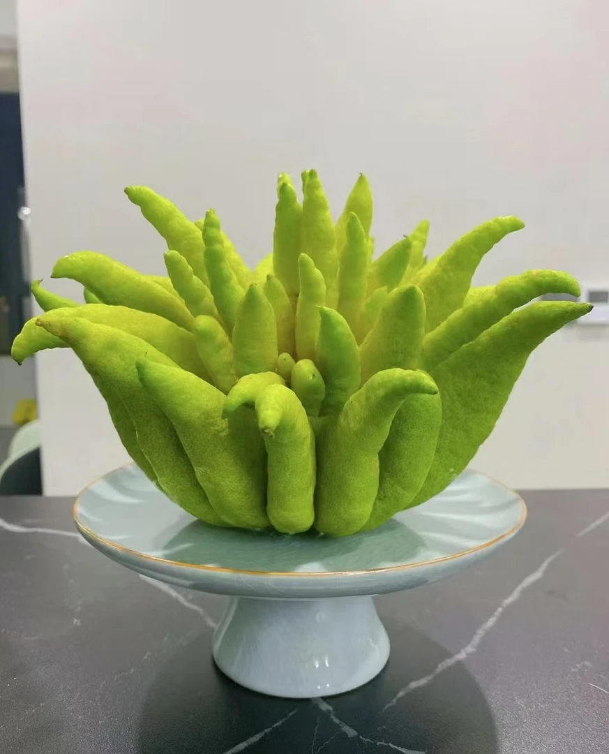 顺丰包邮云南佛手柑一物一拍桌面摆件清供水培植物