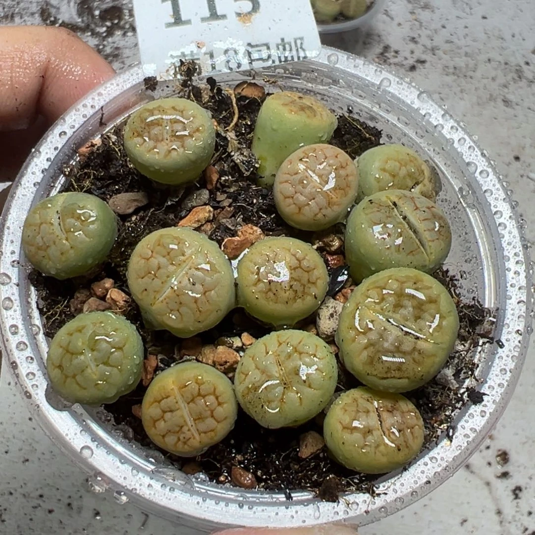 【闪购商品】 115。