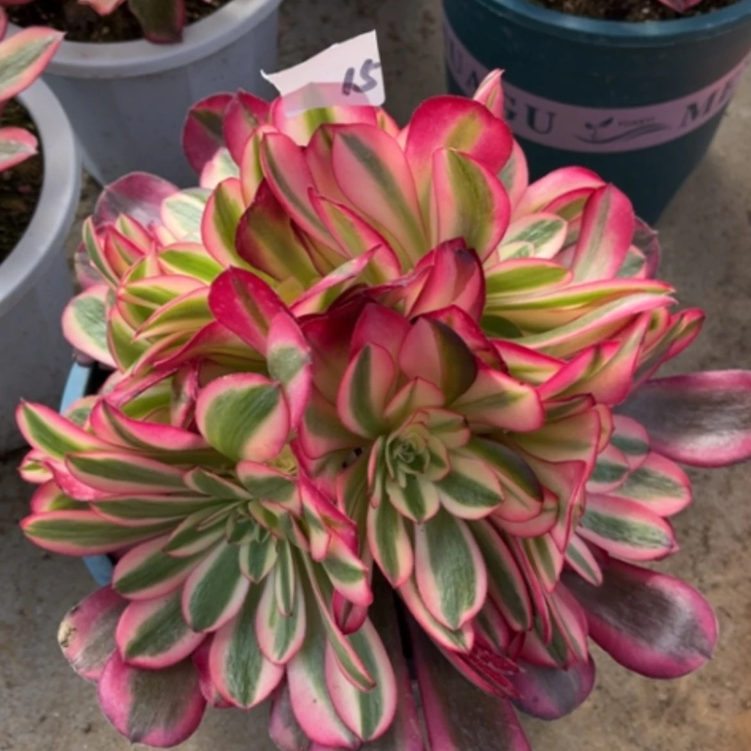 【闪购商品】15美杜莎多肉法师