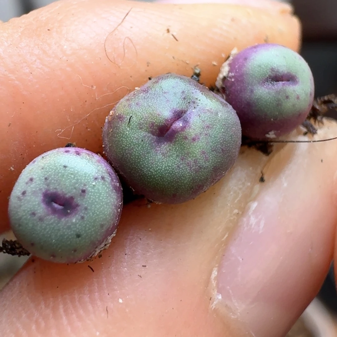 1088小红1380b   00000