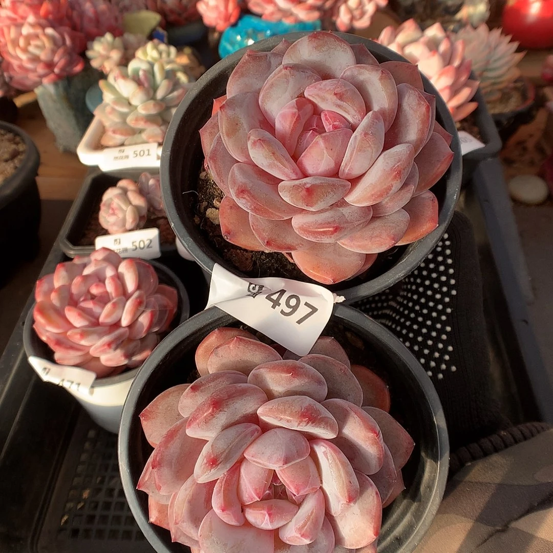 497粉星影2颗多肉植物66666