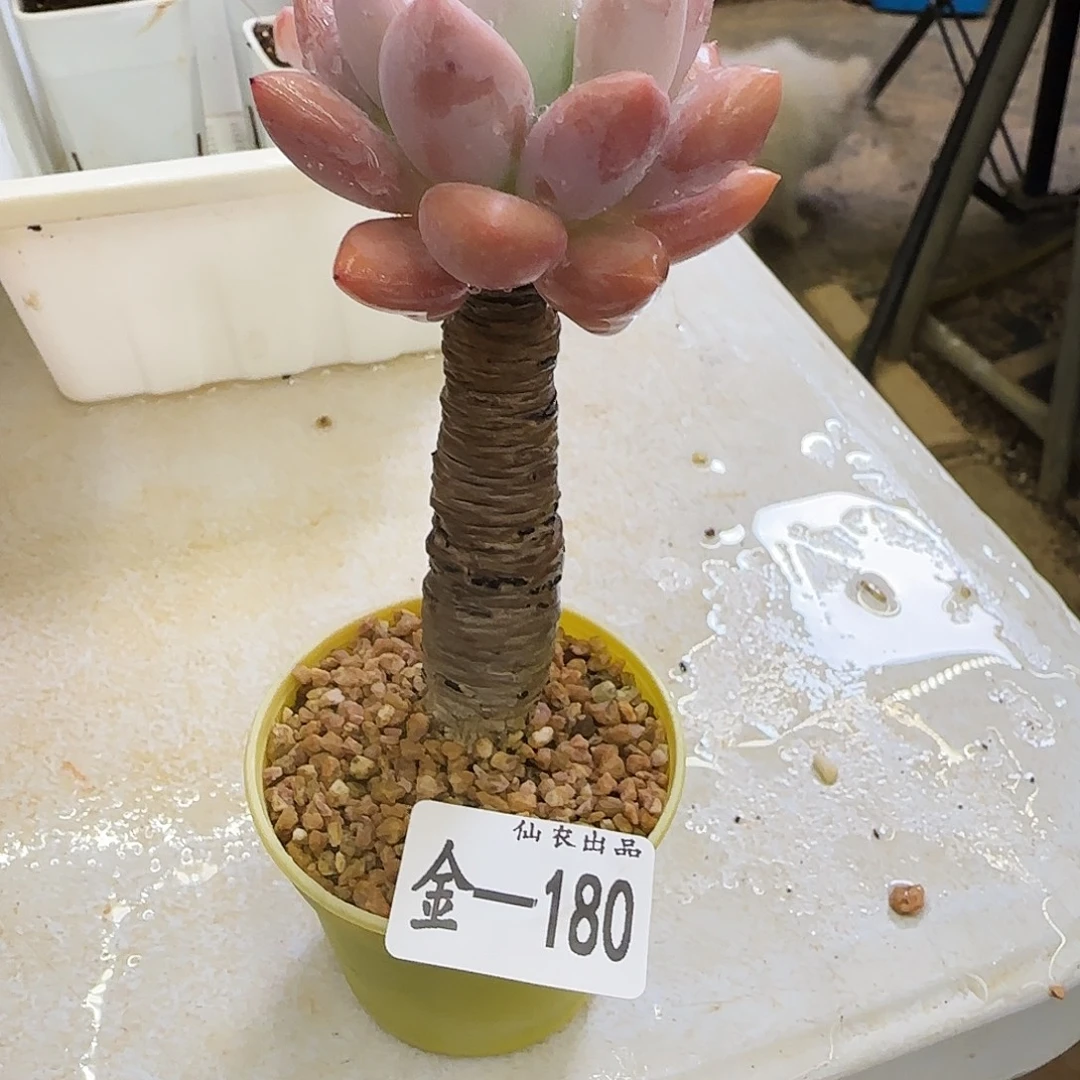 奥香，180，仙农出品