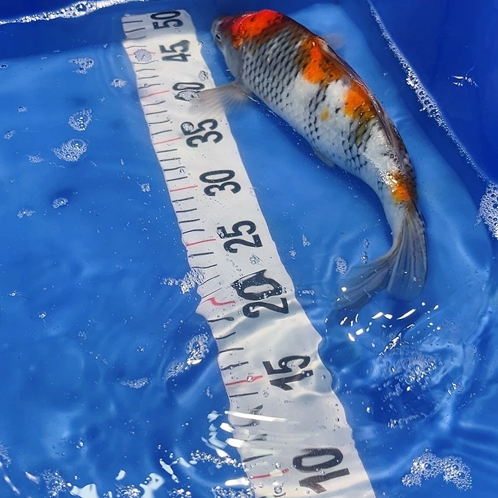 锦鲤锦鲤冷水鱼好养