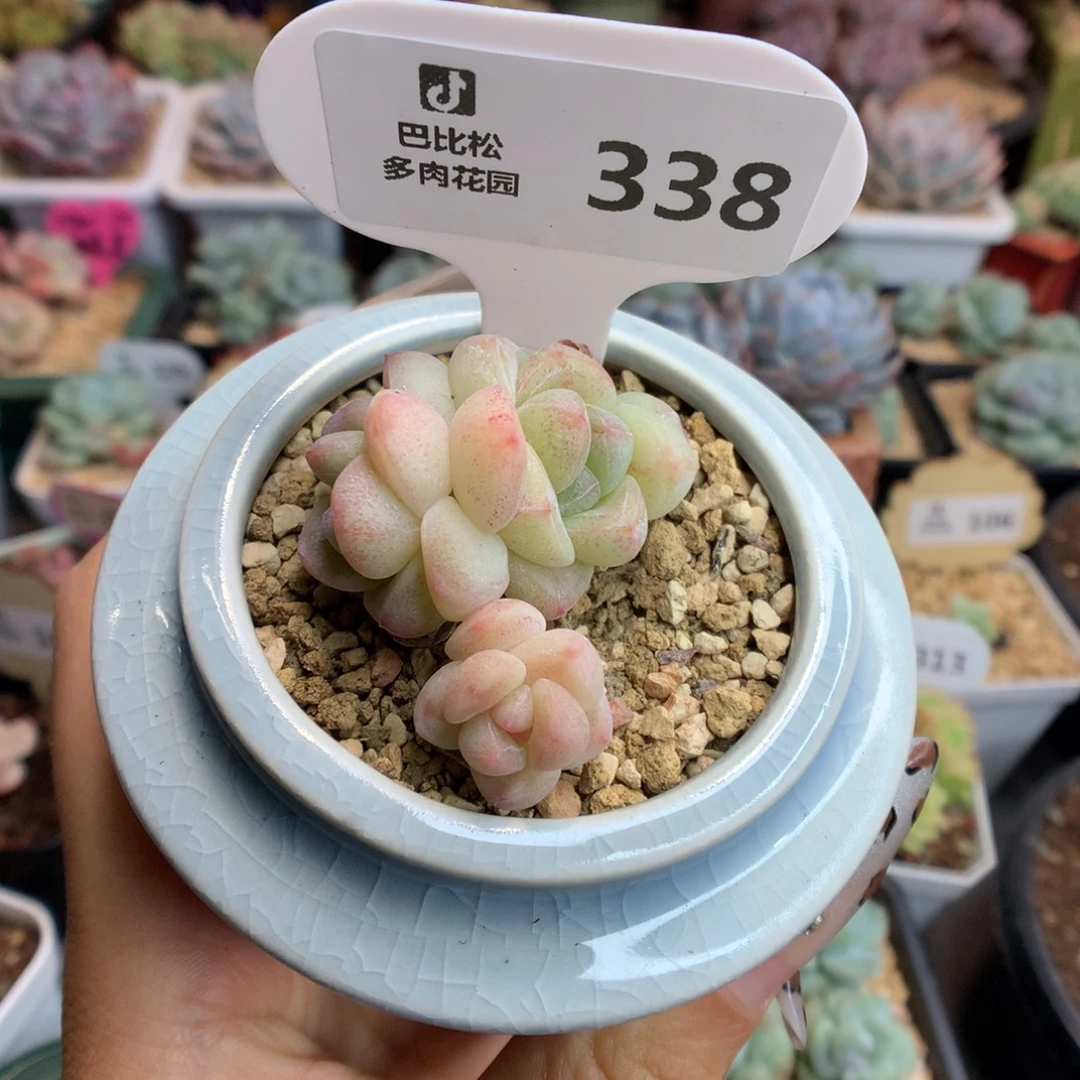 C***H338冰玉多肉植物一物一拍