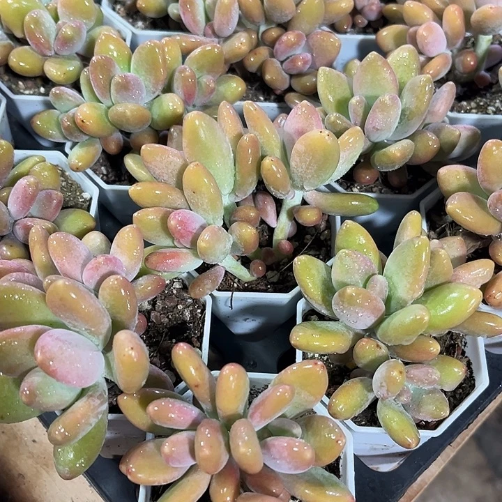 2棵精品芒果奶多肉植物