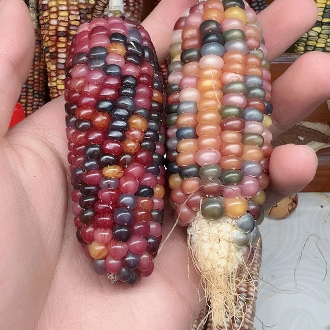 Ð****文玩玉米毛料精品