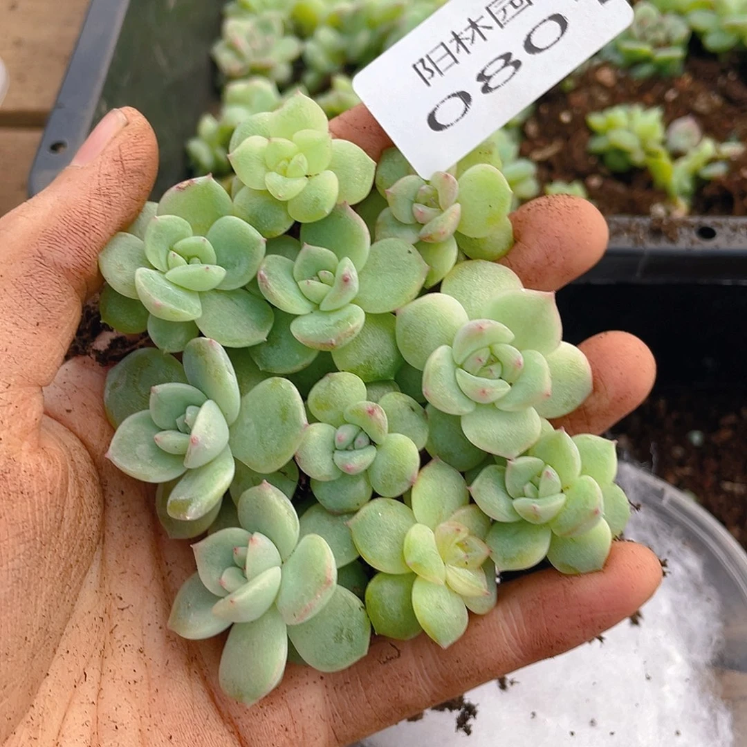 多肉植物多肉植物801