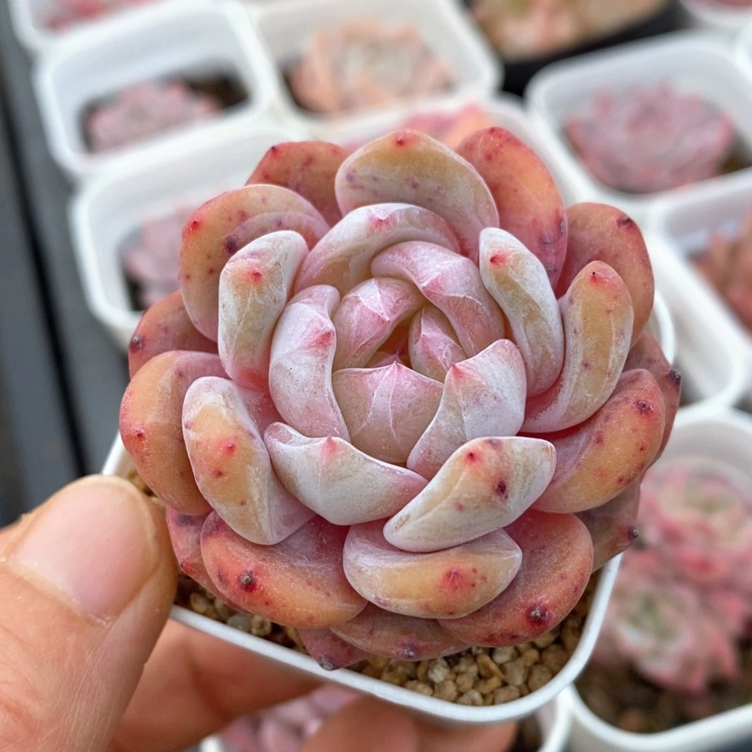 精品多肉一物一拍103