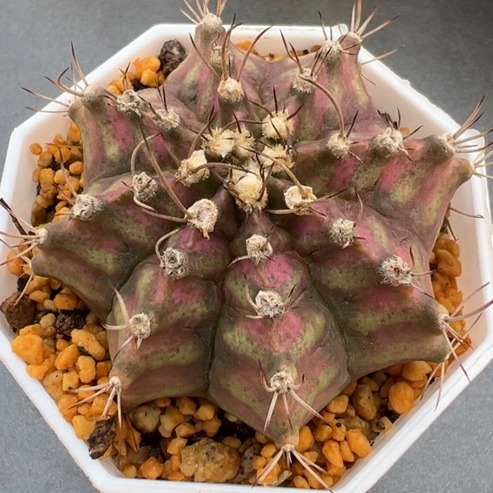 用户仙人球非常非常好看