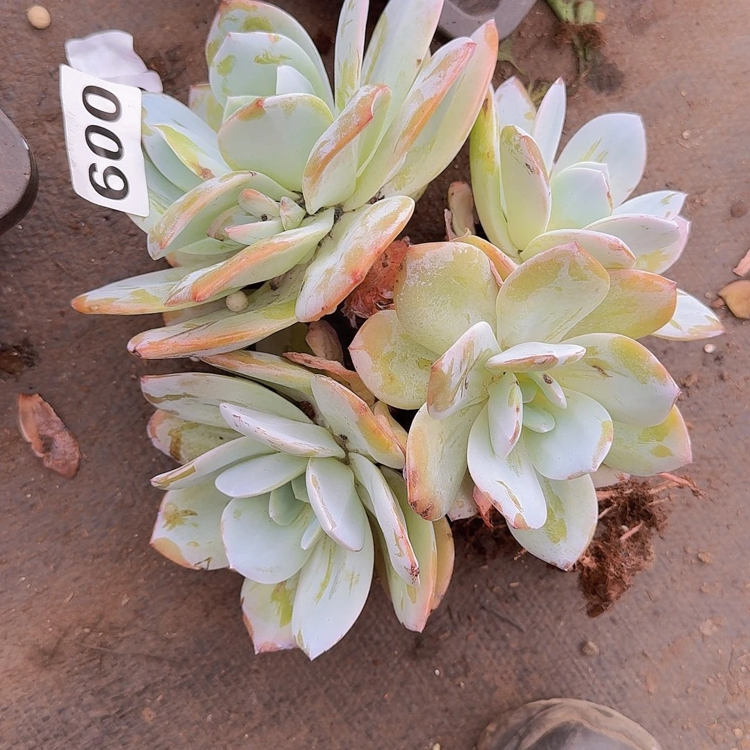 ❥***）600奶茶一个一物一拍
