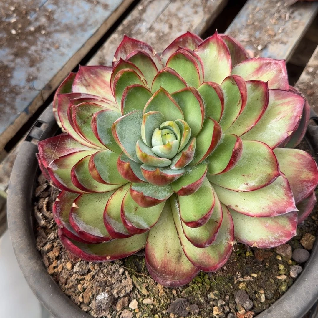 叠叶惊鸿一物一拍包装收缩花旱