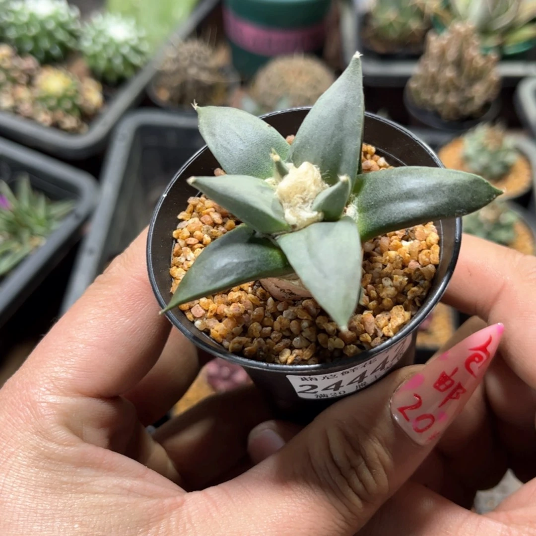 24442一物一拍单头发货