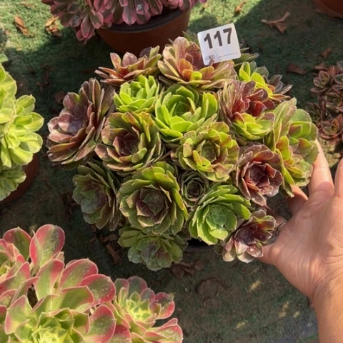 117花月夜朵朵多肉，