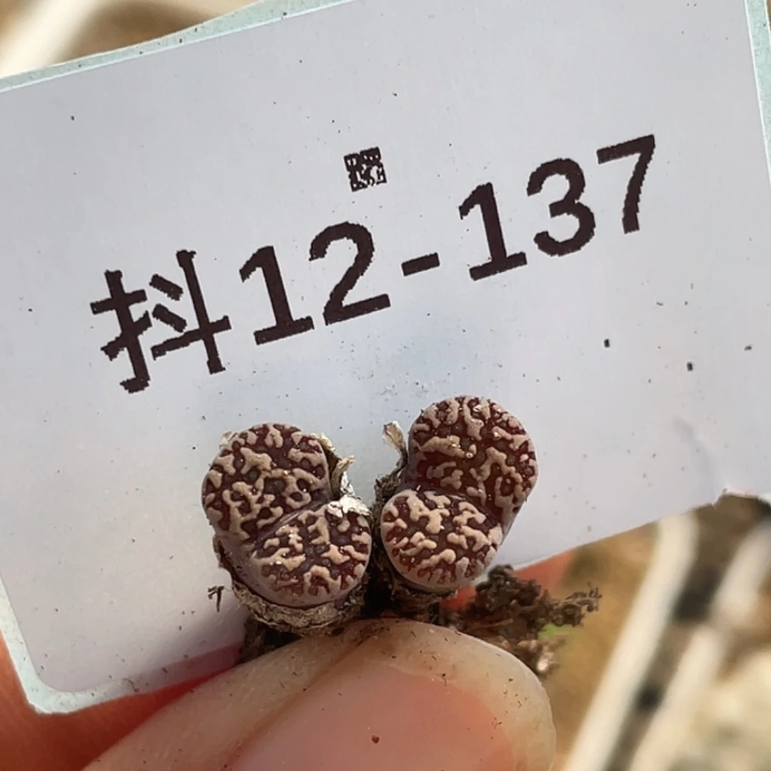 12-137鸟哈尼多肉植物