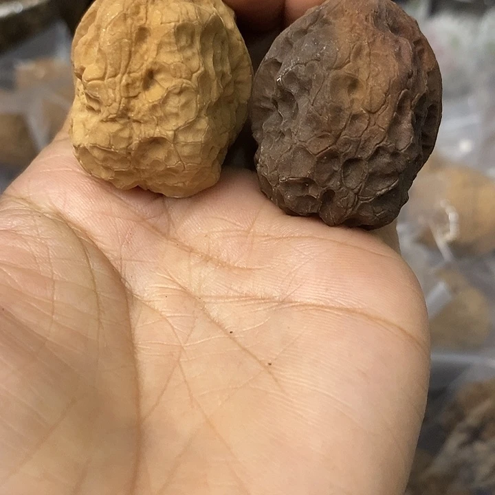 核桃云南铁核桃基地84