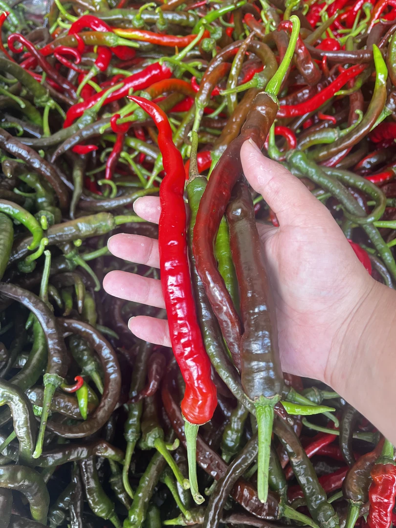 湖南本地螺线椒 农家种植 新鲜现摘发货 皮薄肉香 辣椒
