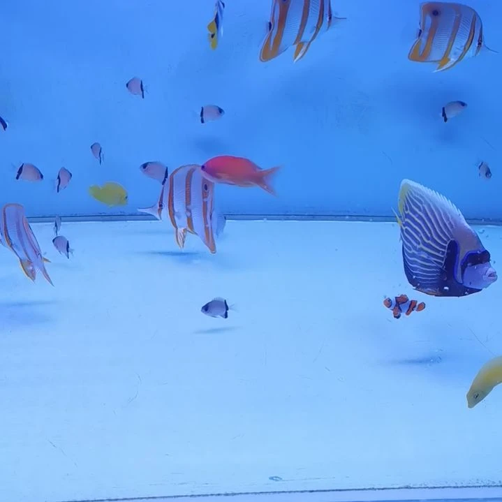 7+三间火箭海水鱼一条