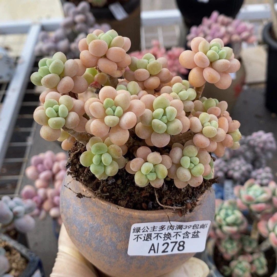 花朵鱼子酱278/8c m