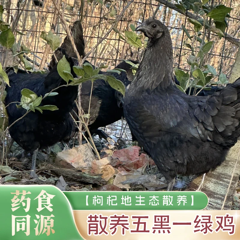 五黑乌鸡枸杞地散养五黑鸡