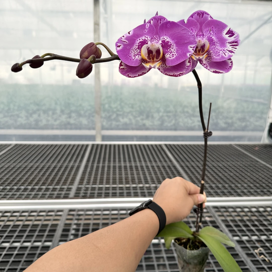 【藏宝图】蝴蝶兰盆栽室内花卉观花植物四季开花