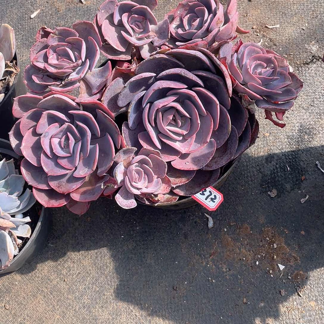 372尘埃玫瑰 一物一拍多肉