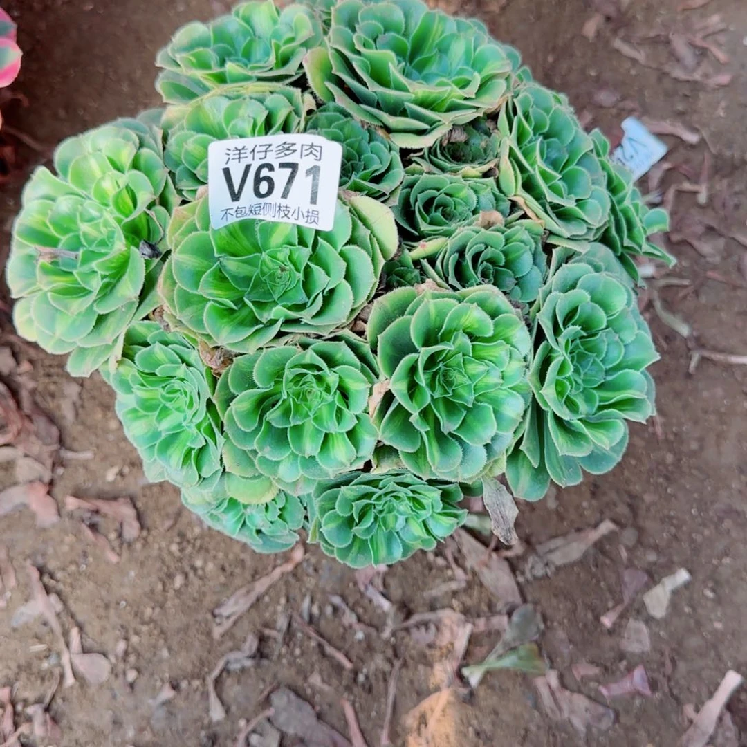 翡翠琉璃法师671冠幅25